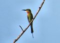I (34) Blue-tailed Bee-eater